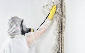 Why You Should Choose Our Mold Remediation Services in Cos Co, CT